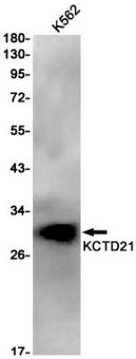 Western Blot: KCTD21 Antibody (S02-4B5) [NBP3-19670]