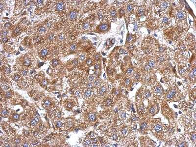 Immunohistochemistry-Paraffin: KCTD3 Antibody [NBP2-17032]