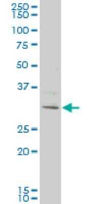 Western Blot: KCTD4 Antibody (2C8) [H00386618-M04]