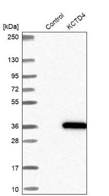 Western Blot: KCTD4 Antibody [NBP1-92045]