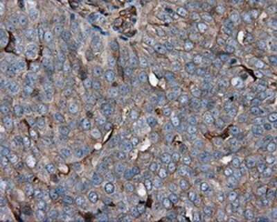 Immunohistochemistry-Paraffin: KCTD5 Antibody (OTI3C8) [NBP2-02414]