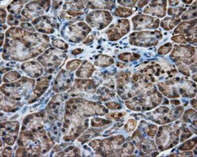 Immunohistochemistry-Paraffin: KCTD5 Antibody (OTI3C8) [NBP2-02414]