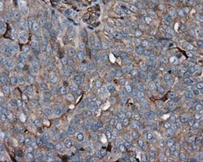 Immunohistochemistry: KCTD5 Antibody (OTI3C8) - Azide and BSA Free [NBP2-71955]