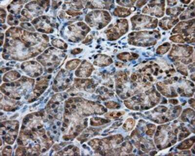 Immunohistochemistry: KCTD5 Antibody (OTI3C8) - Azide and BSA Free [NBP2-71955]