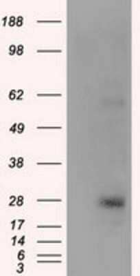 Western Blot: KCTD5 Antibody (OTI3C8)Azide and BSA Free [NBP2-71955]