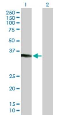 Western Blot: KCTD7 Antibody [H00154881-B01P]