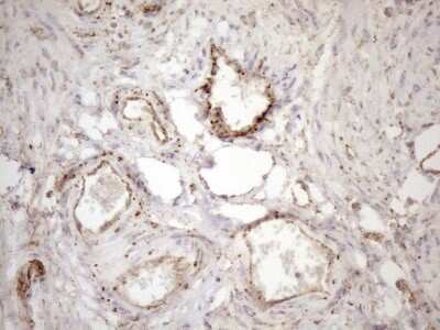 Immunohistochemistry: KCTD9 Antibody (OTI2G8) [NBP2-45488]
