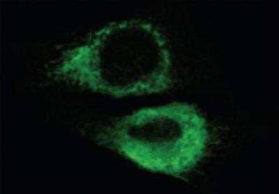 Immunocytochemistry/ Immunofluorescence: KDEL Antibody (10C3) [NBP1-97469]