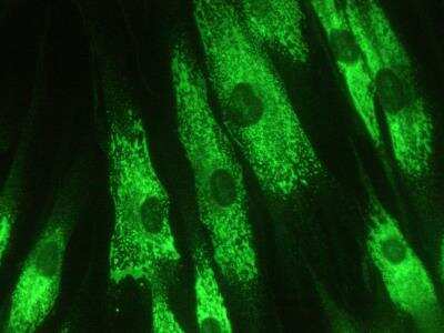 Immunocytochemistry/ Immunofluorescence: KDEL Antibody (10C3) [NBP1-97469]