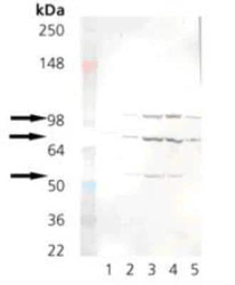 Western Blot: KDEL Antibody (10C3) [NBP1-97469]