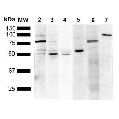 Western Blot: KDEL Antibody (1F2) [NBP2-61924]