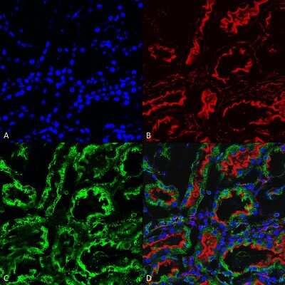 Immunohistochemistry: KDEL Antibody (2C1) [NBP2-61926]