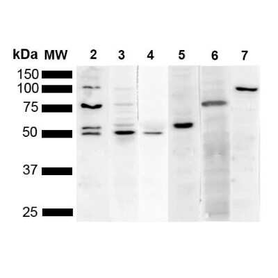 Western Blot: KDEL Antibody (2C1) [NBP2-61926]