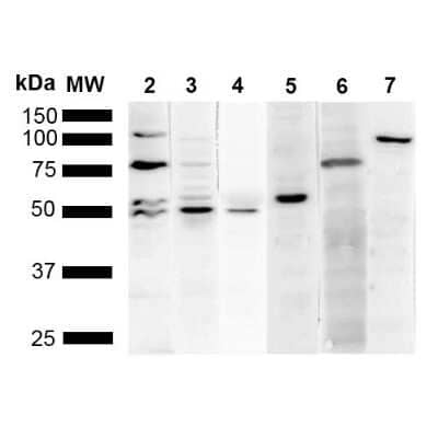 Western Blot: KDEL Antibody (2D6) [NBP2-61927]