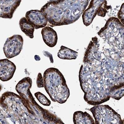 Immunohistochemistry-Paraffin: KDELC2 Antibody [NBP1-92046]