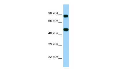 Western Blot: KDELC2 Antibody [NBP2-87668]