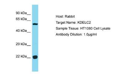 Western Blot: KDELC2 Antibody [NBP2-87669]