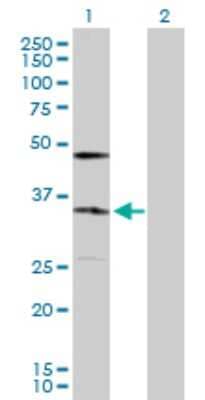 Western Blot: KDELR2 Antibody [H00011014-D01P]