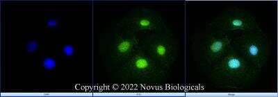 Immunocytochemistry/ Immunofluorescence: KDM2A/FBXL11 Antibody - BSA Free [NBP1-78305]