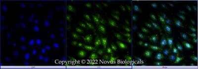 Immunocytochemistry/ Immunofluorescence: KDM2A/FBXL11 Antibody - BSA Free [NBP1-78305]
