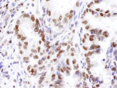 Immunohistochemistry-Paraffin: KDM2A/FBXL11 Antibody [NB100-74602]