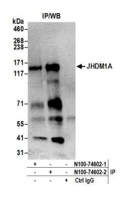 Immunoprecipitation: KDM2A/FBXL11 Antibody [NB100-74602]
