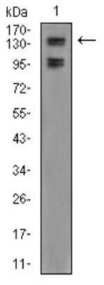 Western Blot: KDM2B Antibody (6F6G11)BSA Free [NBP2-52467]