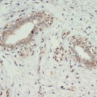 Immunohistochemistry-Paraffin: KDM6A Antibody - Azide and BSA Free [NBP3-05103]