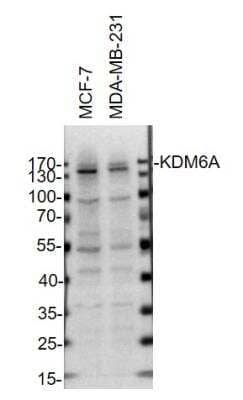 Western Blot: KDM6A Antibody [NBP1-80628]