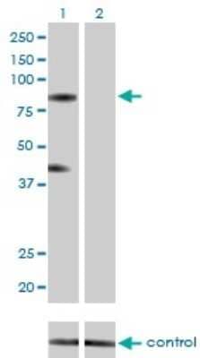 Western Blot: KF1 Antibody (3E7) [H00007844-M01]