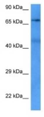 Western Blot: KF1 Antibody [NBP3-09986]