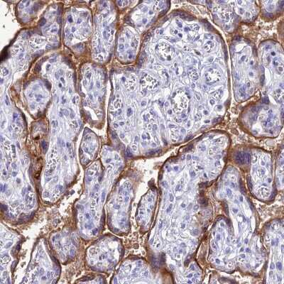 Immunohistochemistry-Paraffin: KGF/FGF-7 Antibody [NBP1-91898]