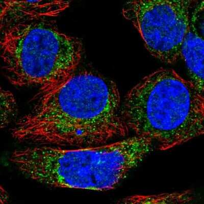 Immunocytochemistry/ Immunofluorescence: KHDC1 Antibody [NBP1-88798]