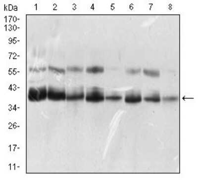 Western Blot: KHDRBS2 Antibody (7G8C10)BSA Free [NBP2-37254]