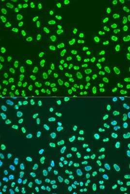 Immunocytochemistry/ Immunofluorescence: KHDRBS2 Antibody - BSA Free [NBP3-03932]