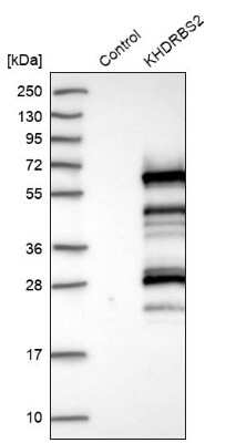 Western Blot: KHDRBS2 Antibody [NBP1-81148]