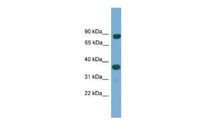 Western Blot: KHDRBS2 Antibody [NBP2-87678]