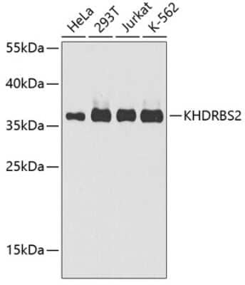 Western Blot: KHDRBS2 AntibodyBSA Free [NBP3-03933]