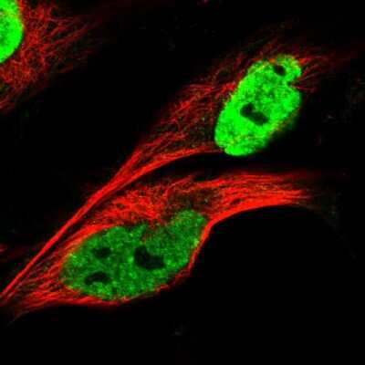 Immunocytochemistry/ Immunofluorescence: KHDRBS3 Antibody [NBP2-55220]