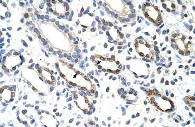 Immunohistochemistry-Paraffin: KHDRBS3 Antibody [NBP1-57104]