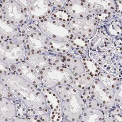 Immunohistochemistry-Paraffin: KHDRBS3 Antibody [NBP1-84773]