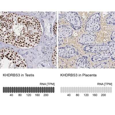 Immunohistochemistry-Paraffin: KHDRBS3 Antibody [NBP1-84773]