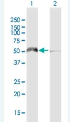 Western Blot: KHDRBS3 Antibody [H00010656-B01P-50ug]