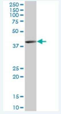 Western Blot: KHDRBS3 Antibody [H00010656-B01P-50ug]