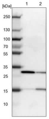 Western Blot: KHDRBS3 Antibody [NBP1-84774]