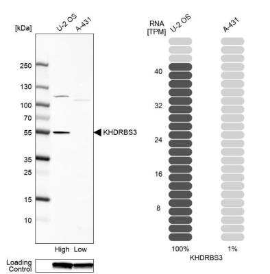 Western Blot: KHDRBS3 Antibody [NBP2-55220]