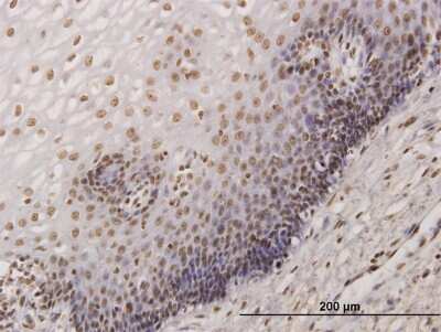 Immunohistochemistry-Paraffin: KHSRP Antibody (4H7) [H00008570-M09]