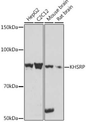 Western Blot: KHSRP Antibody (4V4O1) [NBP3-16746]