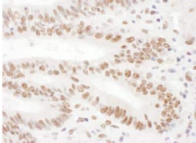 Immunohistochemistry-Paraffin: KHSRP Antibody [NBP1-18910]