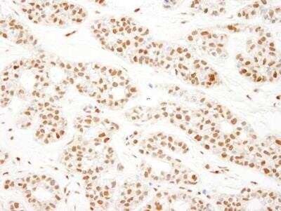 Immunohistochemistry-Paraffin: KHSRP Antibody [NBP1-18911]